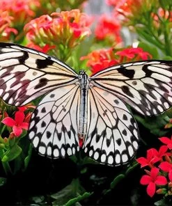 Black And White Butterfly NEW Paint By Numbers