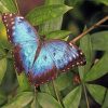 Blue Morpho Butterfly Paint By Numbers