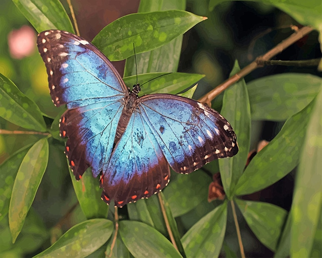Blue Morpho Butterfly Paint By Numbers