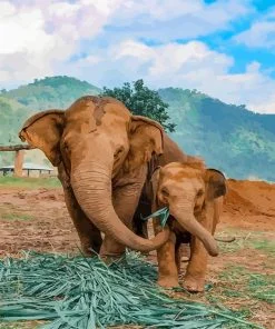 Mother And Baby Elephants Paint By Numbers