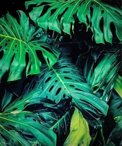 Monstera Leaves Paint By Numbers