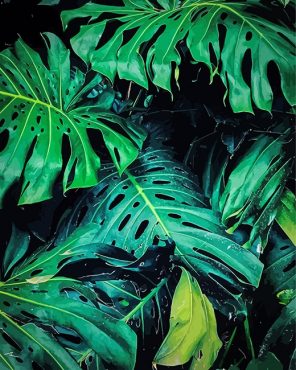 Monstera Leaves Paint By Numbers