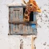 Giraffe In Window Paint By Numbers