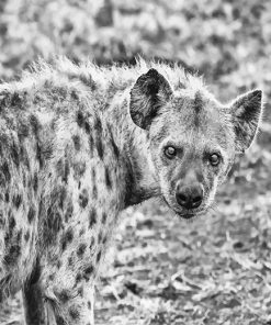 Black And White Hyenas Paint By Numbers