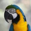 Blue Yellow Macaw Paint By Numbers