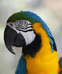 Blue Yellow Macaw Paint By Numbers