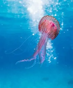 Pink Jellyfish NEW Paint By Numbers