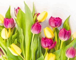 Pink Yellow Tulips Paint By Numbers