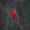 Red Cardinal Bird Paint By Numbers