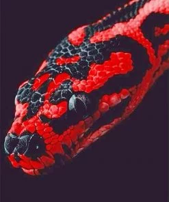 Red And Black Python NEW Paint By Numbers
