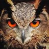 Red Owl Eyes Paint By Numbers