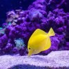 Tropical Yellow Fish Paint By Numbers