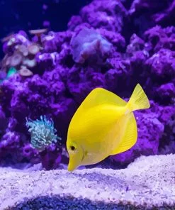 Tropical Yellow Fish Paint By Numbers