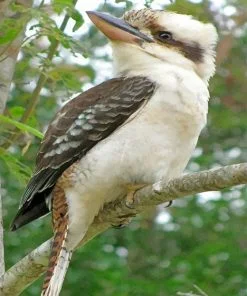 Kookaburra Bird Paint By Numbers