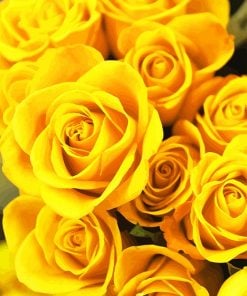Yellow Roses Paint By Numbers