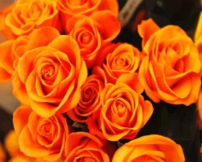 Orange Roses Paint By Numbers