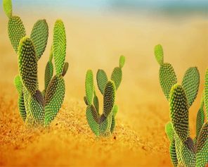Cactus Desert Paint By Numbers