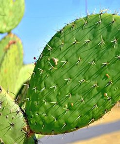 Nopal Cactus Paint By Numbers