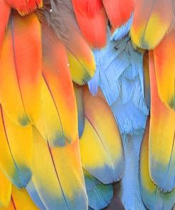Parrot Feathers Paint By Numbers