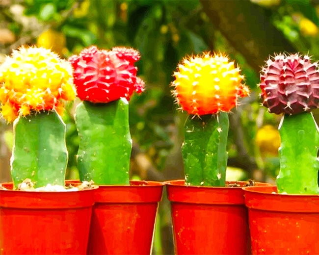 Cactus Pots Paint By Numbers