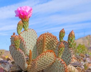 Death Valley Cactus Paint By Numbers