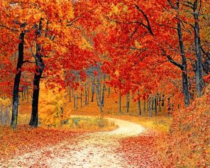 Fall Forest Path Paint By Numbers