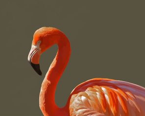 Orange Flamingo Paint By Numbers