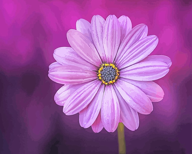 Purple Daisy Paint By Numbers
