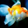 Oranda Fish Paint By Numbers