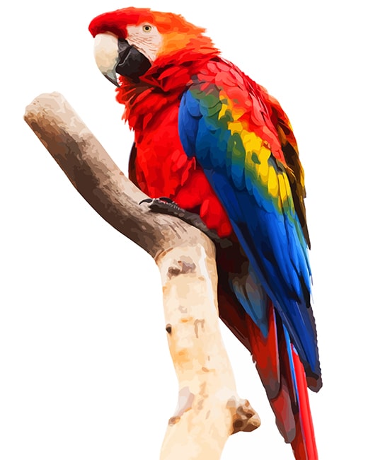 Colorful Macaw Paint By Numbers