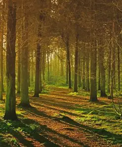 Quiet Forest Paint By Numbers