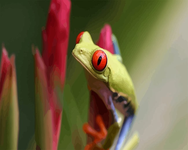 Red Eyes Frog Paint By Numbers