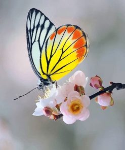 Yellow Butterfly Paint By Numbers