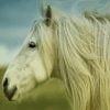 White Stallion Horse Paint By Numbers