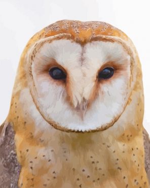 Barn Owl Paint By Numbers