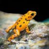 Orange Frog Paint By Numbers