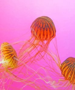 Brown Jellyfishes Paint By Numbers