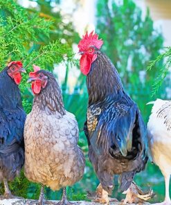 Rooster Birds Paint By Numbers