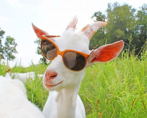 Goat Wearing Sunglasses Paint By Numbers
