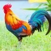 Rooster Bird Paint By Numbers