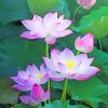 Lotus Flowers Paint By Numbers