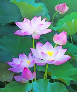 Lotus Flowers Paint By Numbers