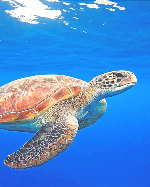 Sea Turtle NEW Paint By Numbers - Numeral Paint Kit