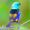 Seven Colored Tanager Paint By Numbers