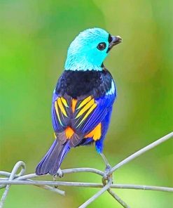 Seven Colored Tanager Paint By Numbers