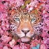 Pink Flowers Leopard Paint By Numbers