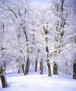 Trees Covered With Snow Paint By Numbers
