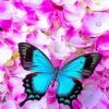 Blue Butterfly On Flowers Paint By Numbers