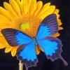 Blue Butterfly On Sunflower Paint By Numbers