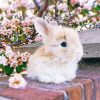 Baby Angora Rabbit Paint By Numbers